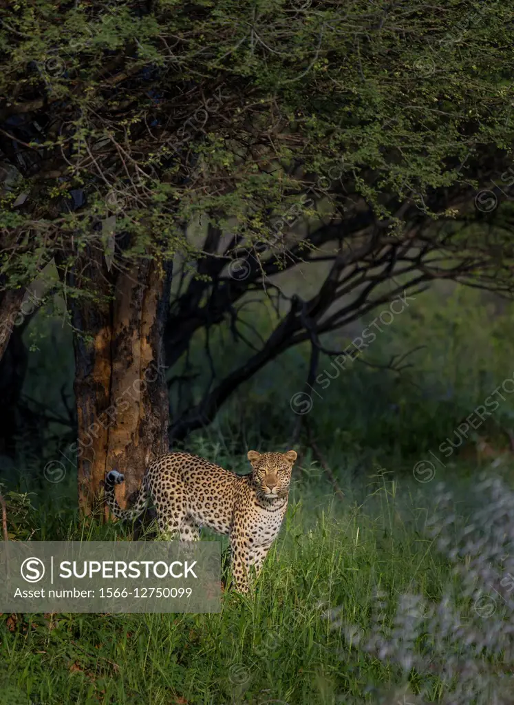 Leopard by a tree in Etosha National Park, Namibia, Africa.