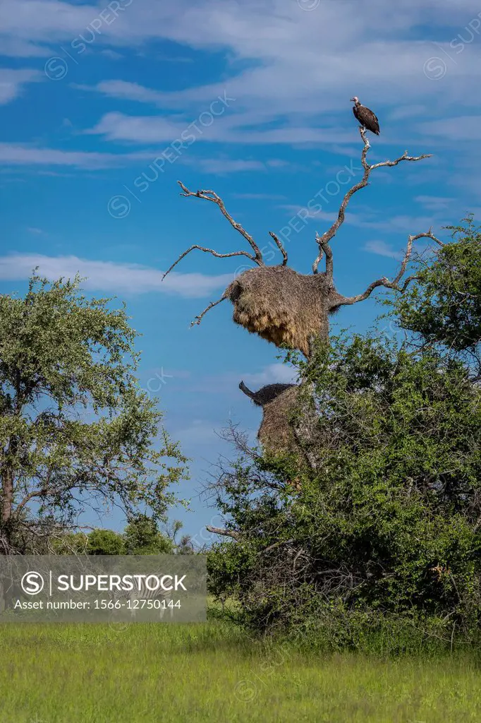 Vulture on tree with Sociable weaver birds nests, Zebra near by, Namibia, Africa.