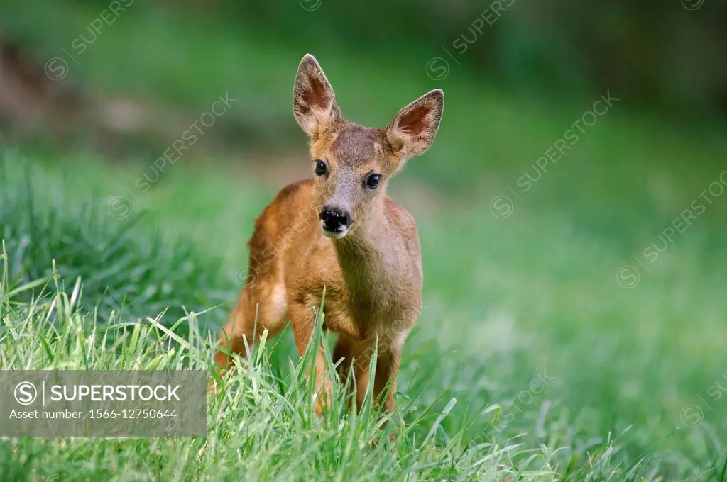 Roe Deer (Capreolus capreolus), fawn