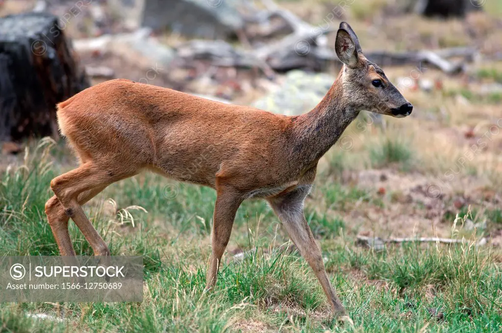Roe Deer (Capreolus capreolus), female