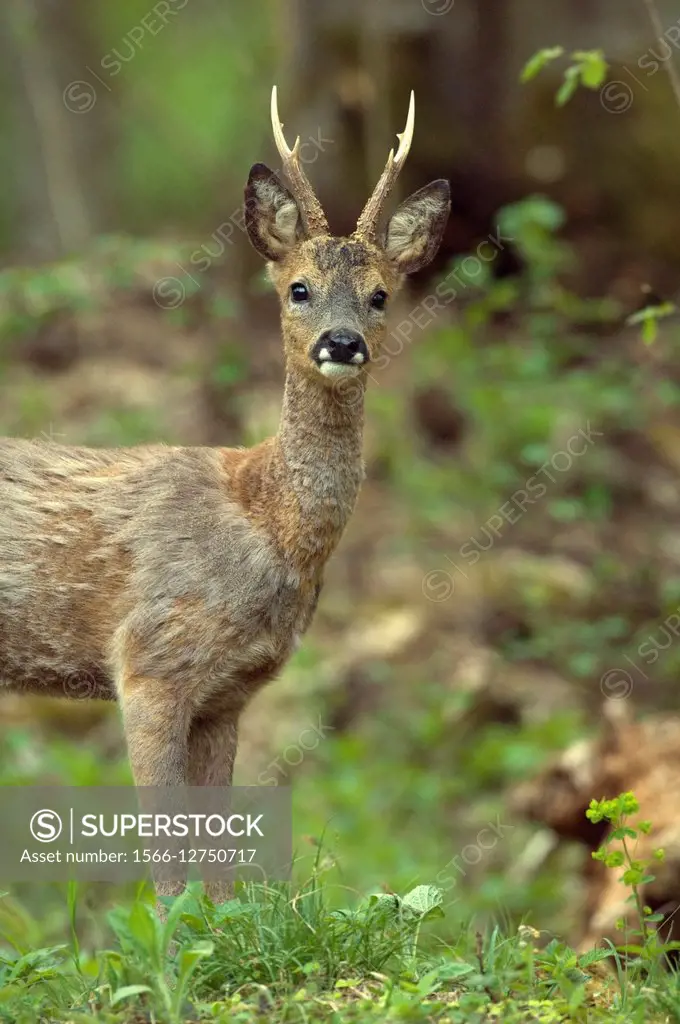 Roe Deer Capreolus capreolus