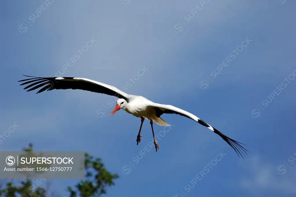 White Stork (Ciconia ciconia) in flight