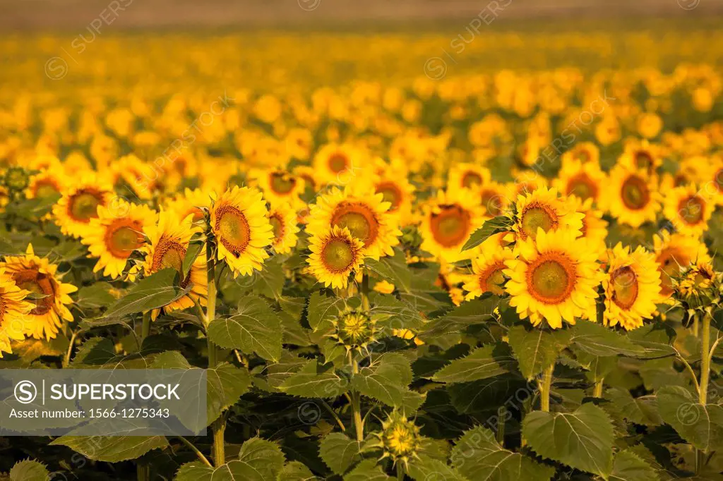 A large field of sunflowers in Kentucky.