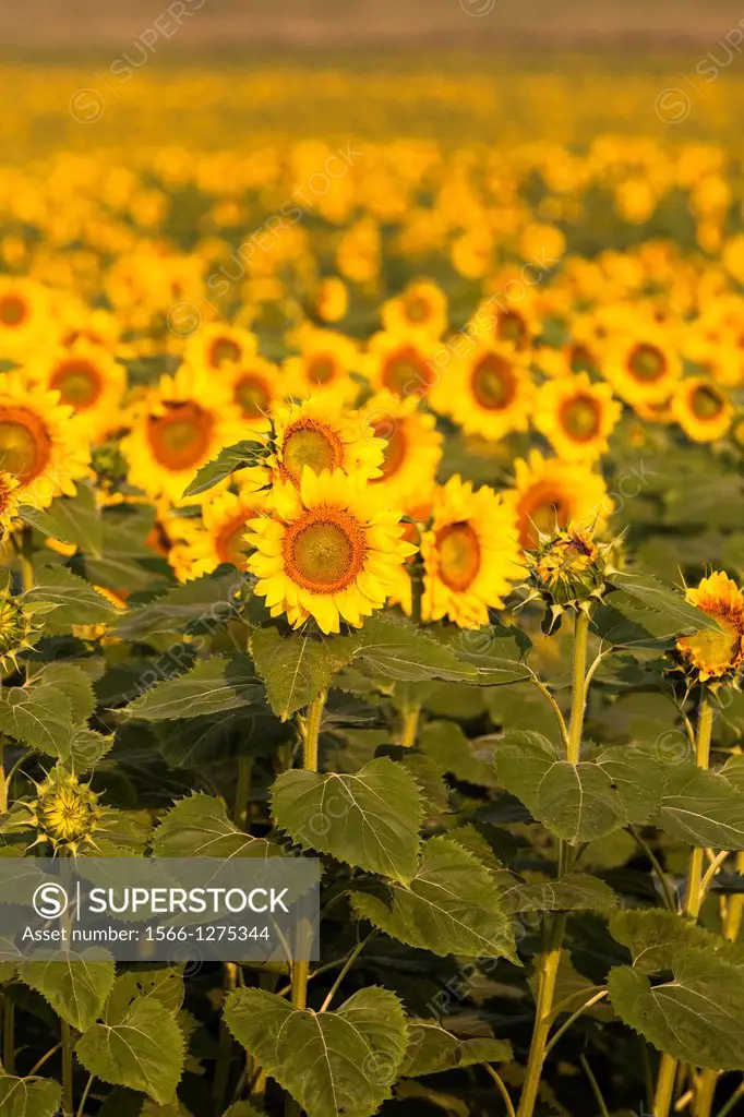 A large field of sunflowers in Kentucky.