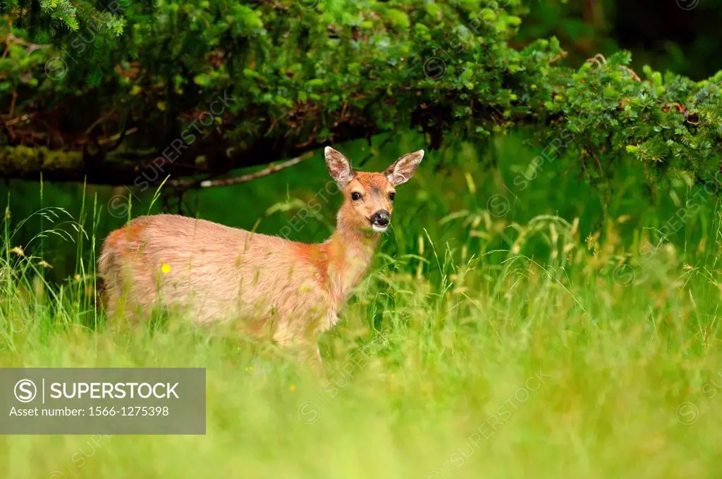 Sitka black-tailed deer (Odocoileus hemionus sitkensis), Graham Island, Haida Gwaii, British Columbia, Canada.