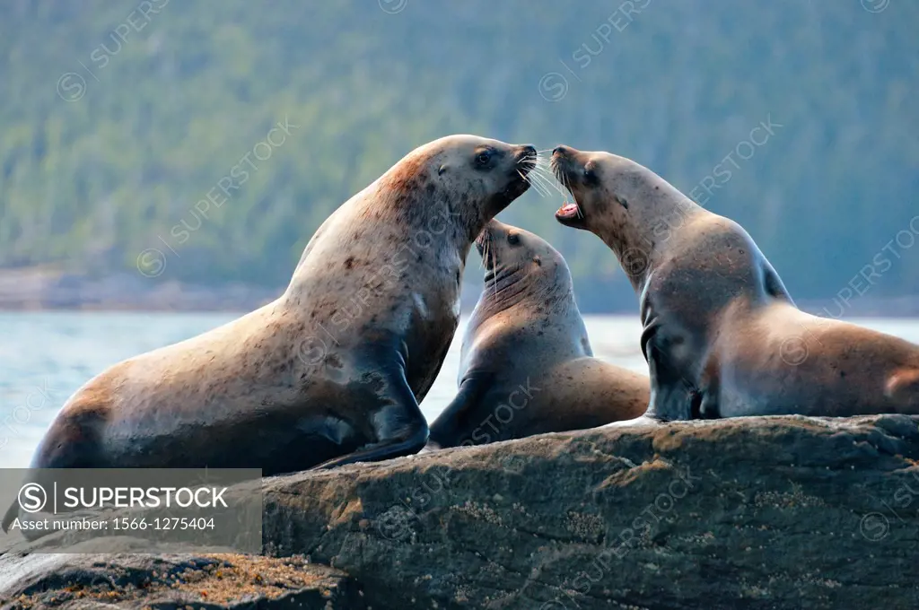 Steller/Northern sea lion (Eumetopias jubatus) Individuals basking and interacting at year-round haulout site- Garcin Rocks, Gwaii Haanas National Par...