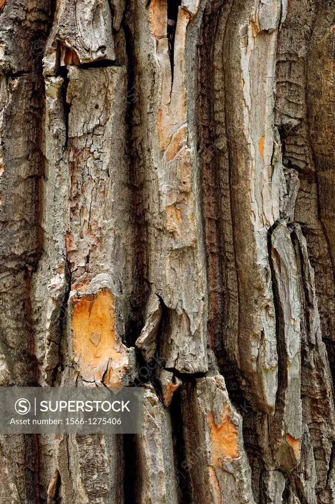 Black cottonwood (Populus trichocarpa) bark, Glacier National Park (Two Medicine sector), Montana, USA.