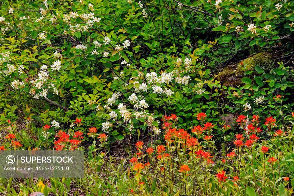 Summer wildflowers Saskatoon and paintbrush along the Going to the Sun Road, Glacier National Park, Montana, USA.