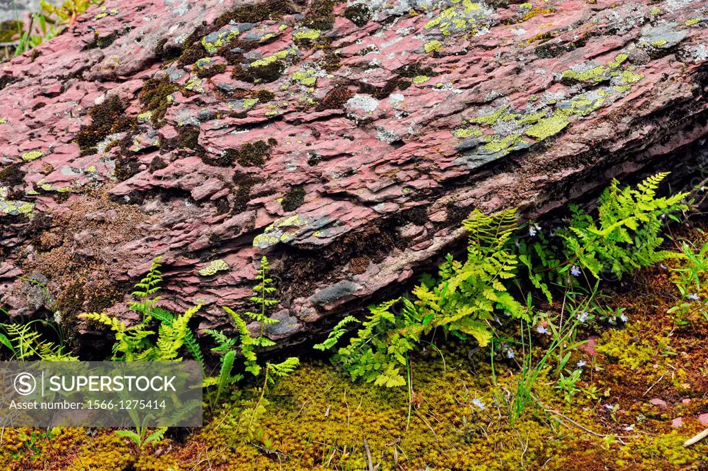 Rock outcrops and fern colonies, Glacier National Park, Montana, USA.