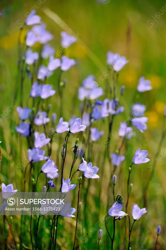 Harebell (Campanula rotundifolia) Colony blooming in a foothills meadow, Waterton Lakes National Park, Alberta, Canada.