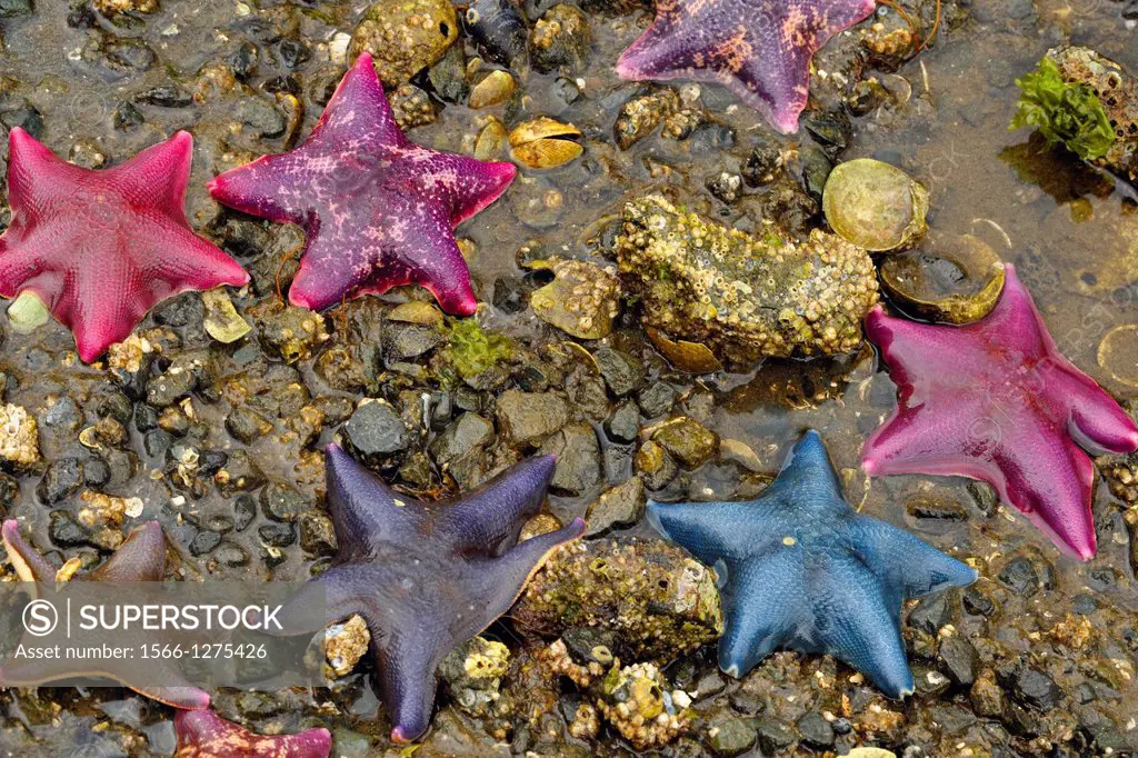 Intertidal invertebrates at low tide on Island Bay- Bat stars (Asterina miniata) , Haida Gwaii (Queen Charlotte Islands) Gwaii Haanas NP, British Colu...
