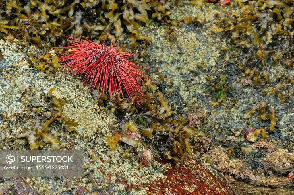 Equinox Cove at low tide with exposed Red sea urchin (Strongylocentrotus franciscanus), Haida Gwaii (Queen Charlotte Islands) Gwaii Haanas NP, British...