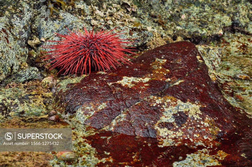Equinox Cove at low tide with exposed Red sea urchin (Strongylocentrotus franciscanus), Haida Gwaii (Queen Charlotte Islands) Gwaii Haanas NP, British...