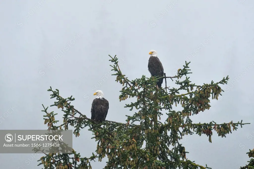 Bald eagle, Sandspit, Haida Gwaii, British Columbia, Canada.