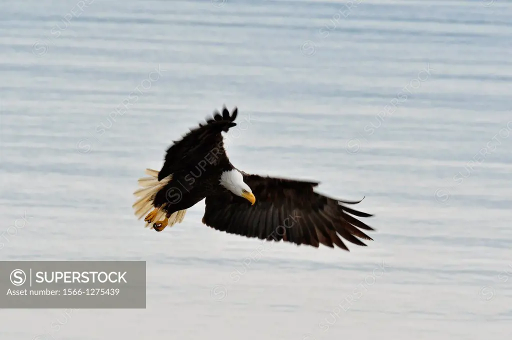 Bald eagle (Haliaeetus leucocephalus) Adult in flight, Haida Gwaii (Queen Charlotte Islands), British Columbia, Canada.