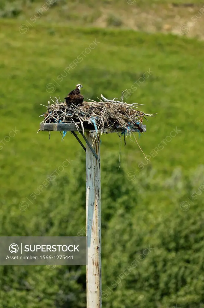 Osprey (Pandion haliaetus) Adult on stick nest on artifical platform, Pincher Creek, Alberta, Canada.