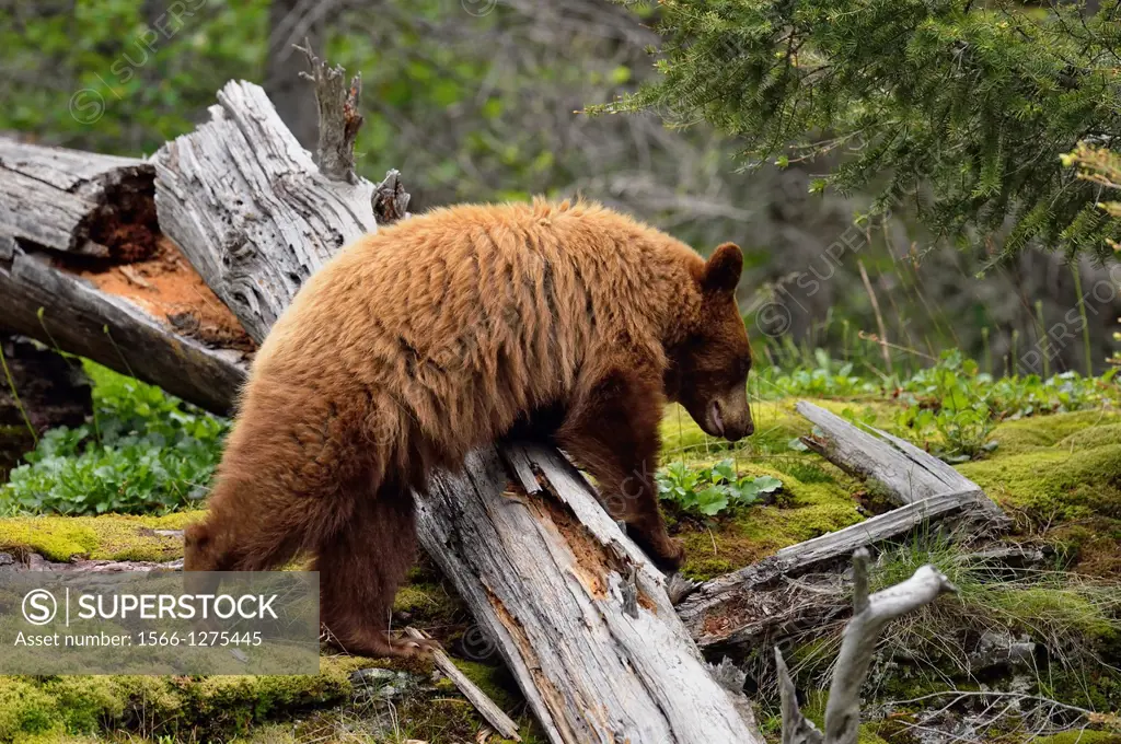American Black bear (Ursus americanus) Cinnamon variety foraging in woodland, Glacier National Park, Montana, USA.