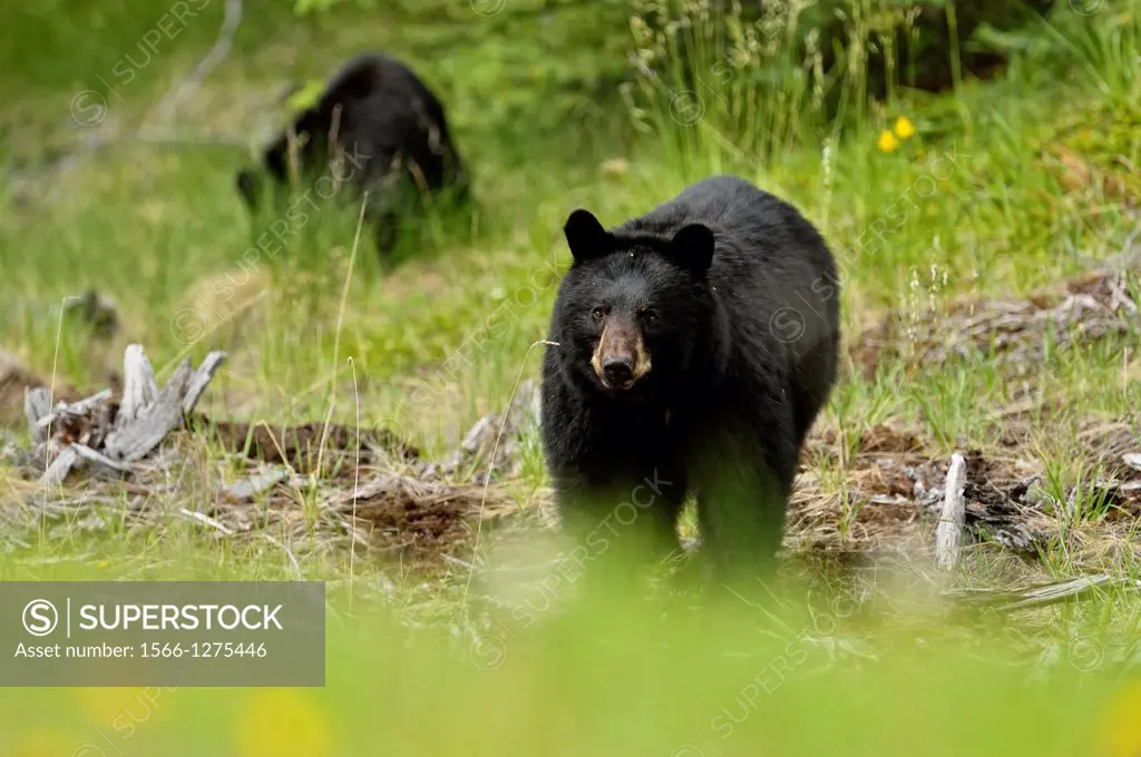 American Black bear (Ursus americanus) Sow and cubs foraging near road, Banff National Park, Alberta, Canada.