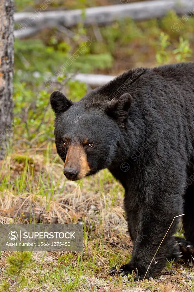 American Black bear (Ursus americanus) Foraging for roadside plants, Jasper National Park, Alberta, Canada.