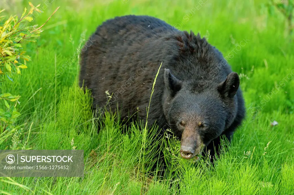 American Black bear (Ursus americanus) Feeding on roadside plants, Jasper National Park, Alberta, Canada.