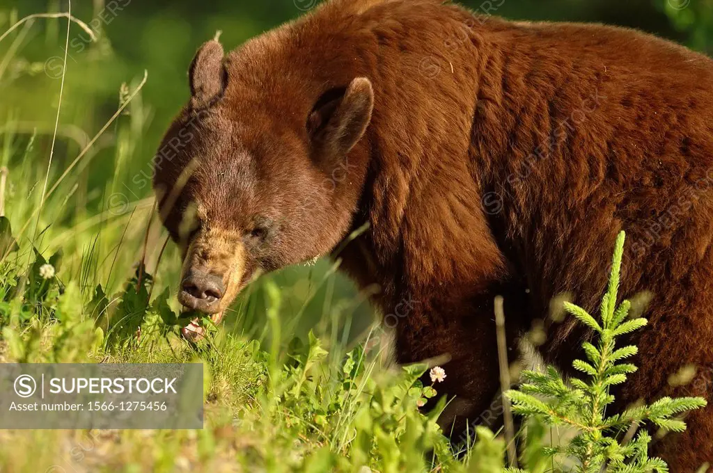 American Black bear (Ursus americanus) Cinnamon variety feeding on roadside plants, Jasper National Park, Alberta, Canada.