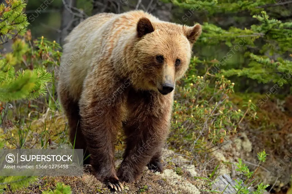 Grizzly bear (Ursus arctos), Jasper National Park, Alberta, Canada.