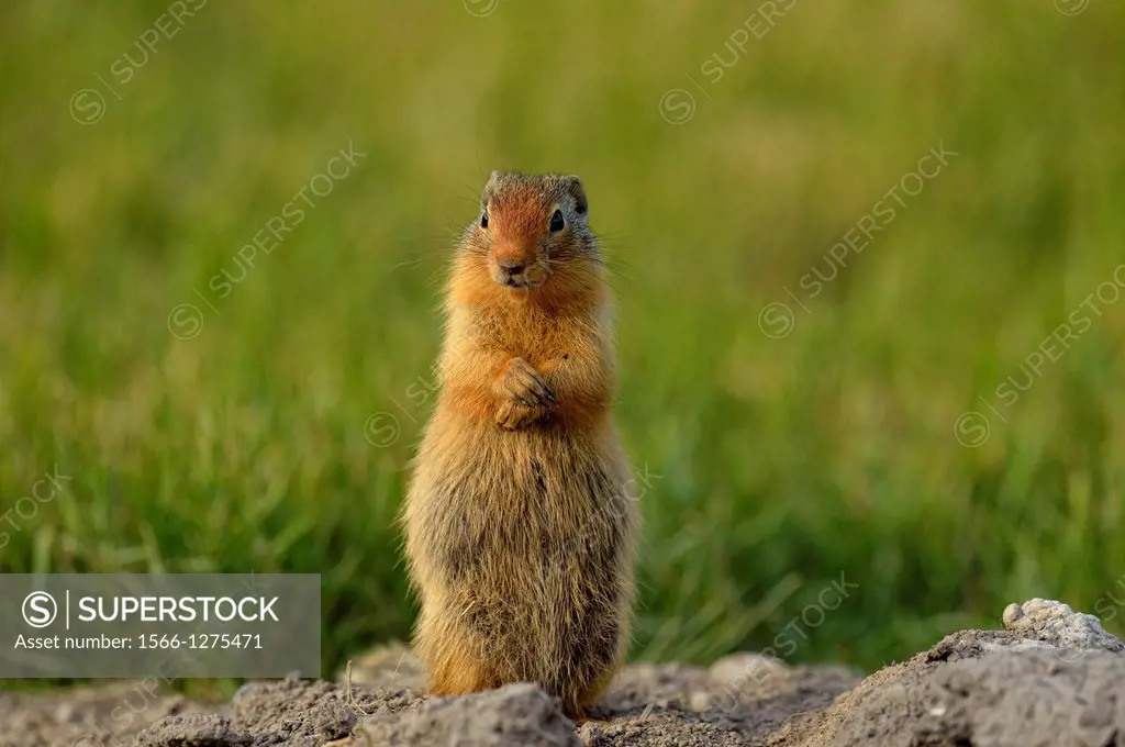 Columbian ground squirrel (Spermophilus columbianus) Feeding and alert near burrow in urban setting, Canmore, Alberta, Canada.