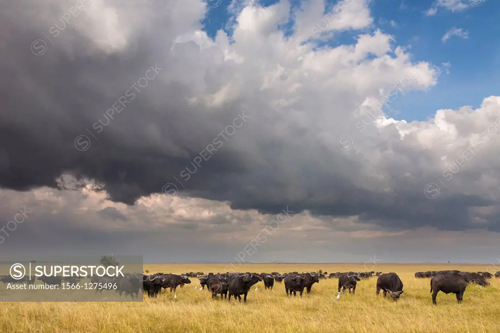 African buffalo (Syncerus caffer) herd in savanna, Maasai Mara National Reserve, Kenya, Africa.