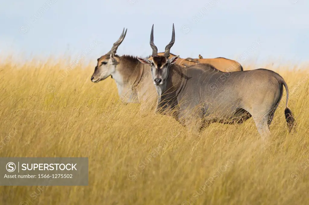Common eland (Taurotragus oryx) in savanna, Maasai Mara National Reserve, Kenya, Africa.