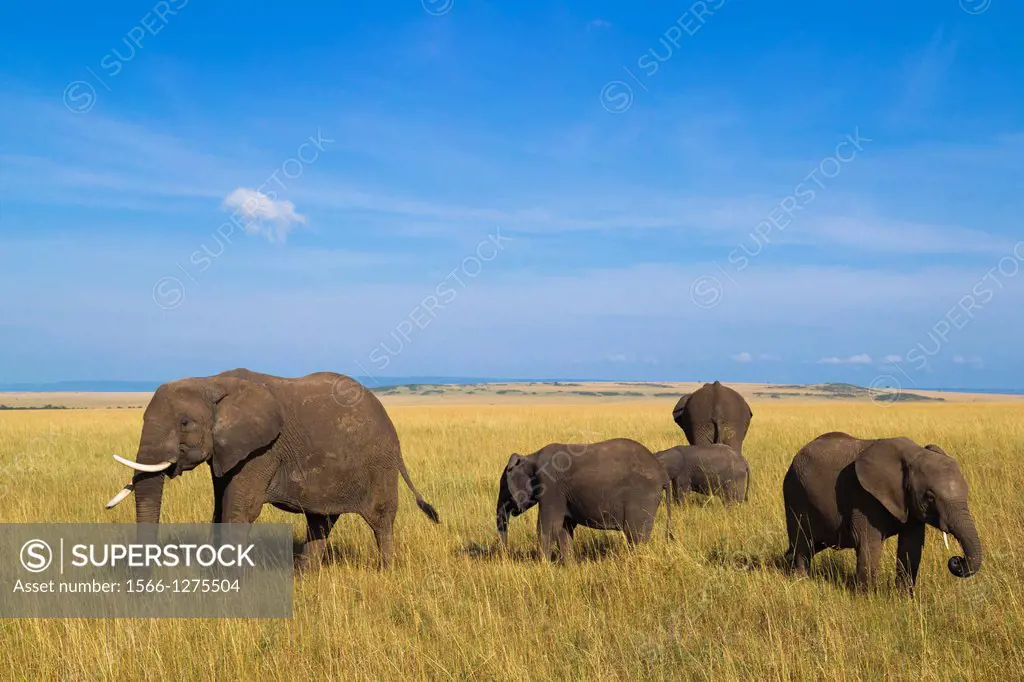 African elephants (Loxodonta africana) in savanna, Maasai Mara National Reserve, Kenya, Africa.