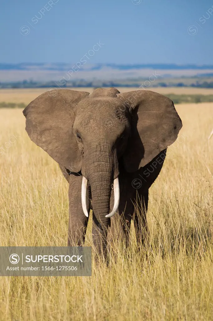 African elephant (Loxodonta africana) in savanna, Maasai Mara National Reserve, Kenya, Africa.