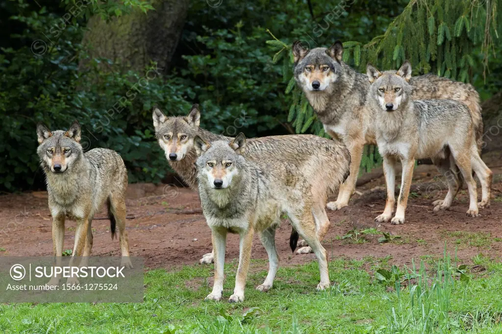 European gray wolf, Canis lupus lupus, pack, Germany.