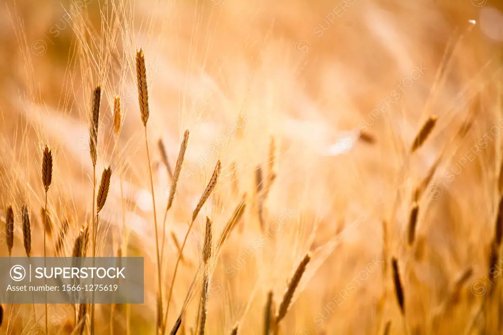 Production of wheat in Provence, France.