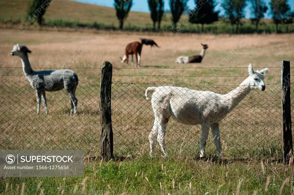 llama and alpaca breeding farm located about 30 km east of Temuco in Chile.
