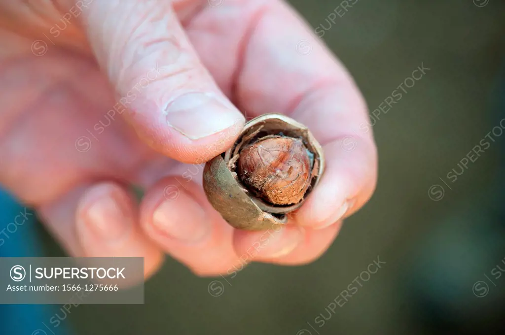 Hand holding hazelnuts in hazelnut plantation in Temuco, Chile.