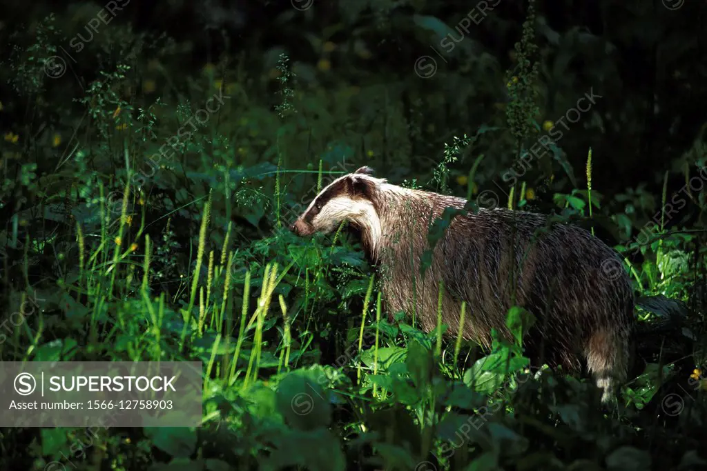 European Badger, Meles meles, France