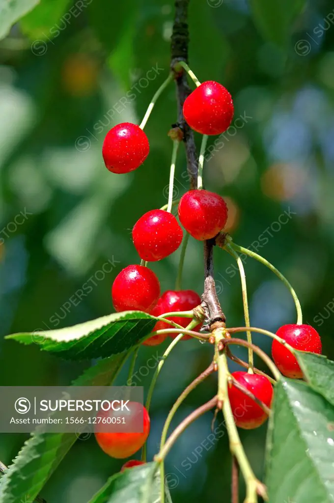 Cherry (Prunus cerasus), France