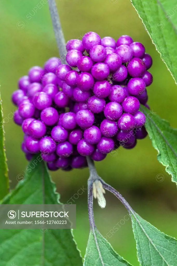 Callicarpa bodinieri var giraldii Profusion, Bodinier´s beautyberry.