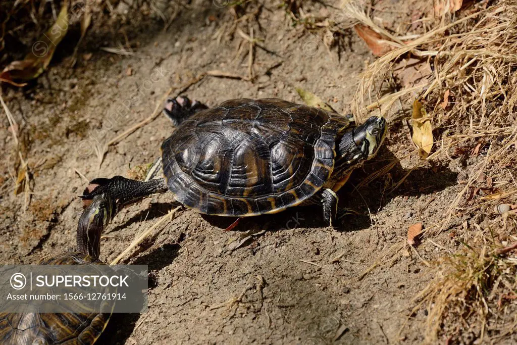 Spanish pond turtle Mauremys leprosa. Polvoranca Park, Madrid Province, Spain