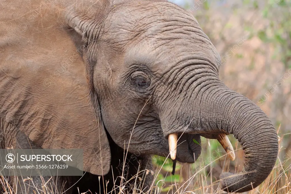 Elephant calf, Loxodonta africana, eating, Kruger National Park, South Africa.