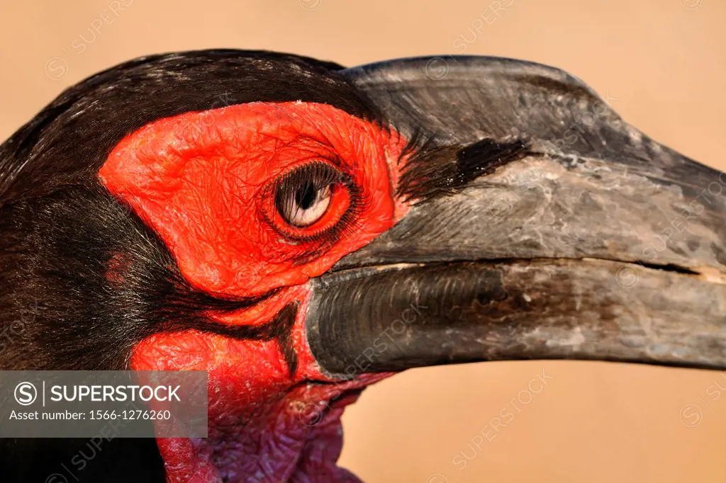 Southern Ground Hornbill, Bucorvus leadbeateri, Kruger National Park, South Africa.