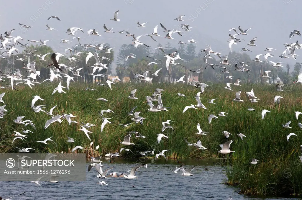 Perú. Lima. Bird Sanctuary Pantanos de Villa.Gulls and Black Skimmer.