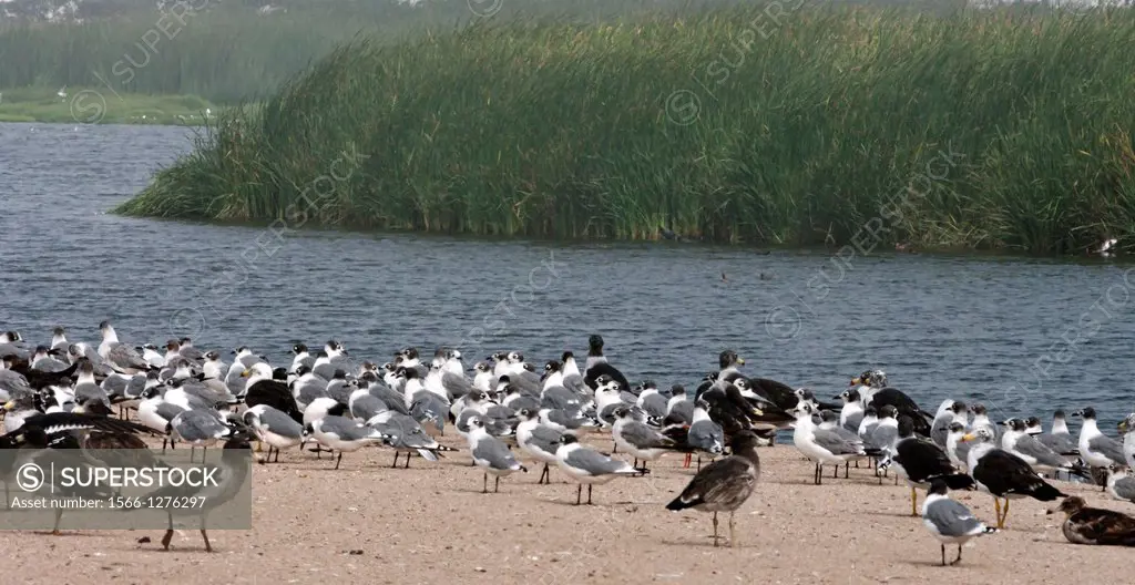 Perú. Lima. Bird Sanctuary Pantanos de Villa.Gulls and Black Skimmer.