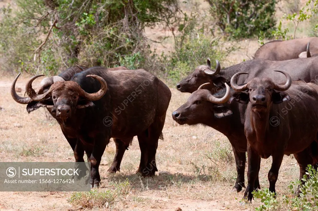 Cape Buffalo (Syncerus caffer), Tsavo East National Park, Kenya.