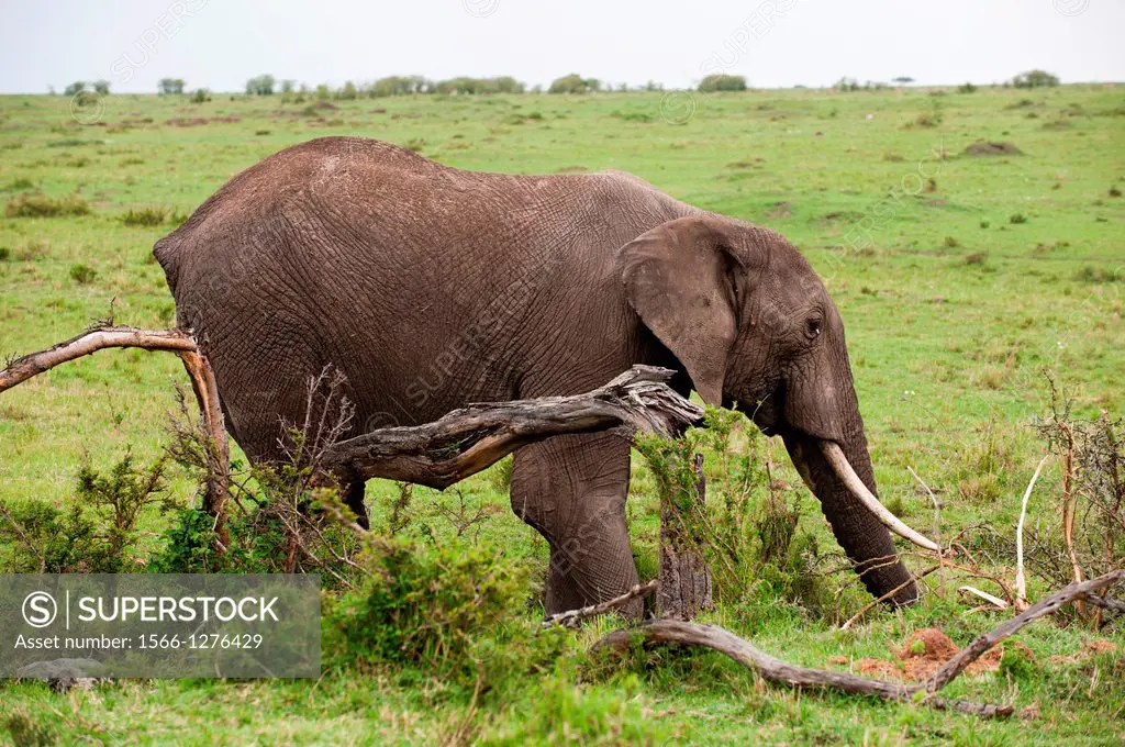 African Elephant (Loxodonta africana), Masai Mara, Kenya.