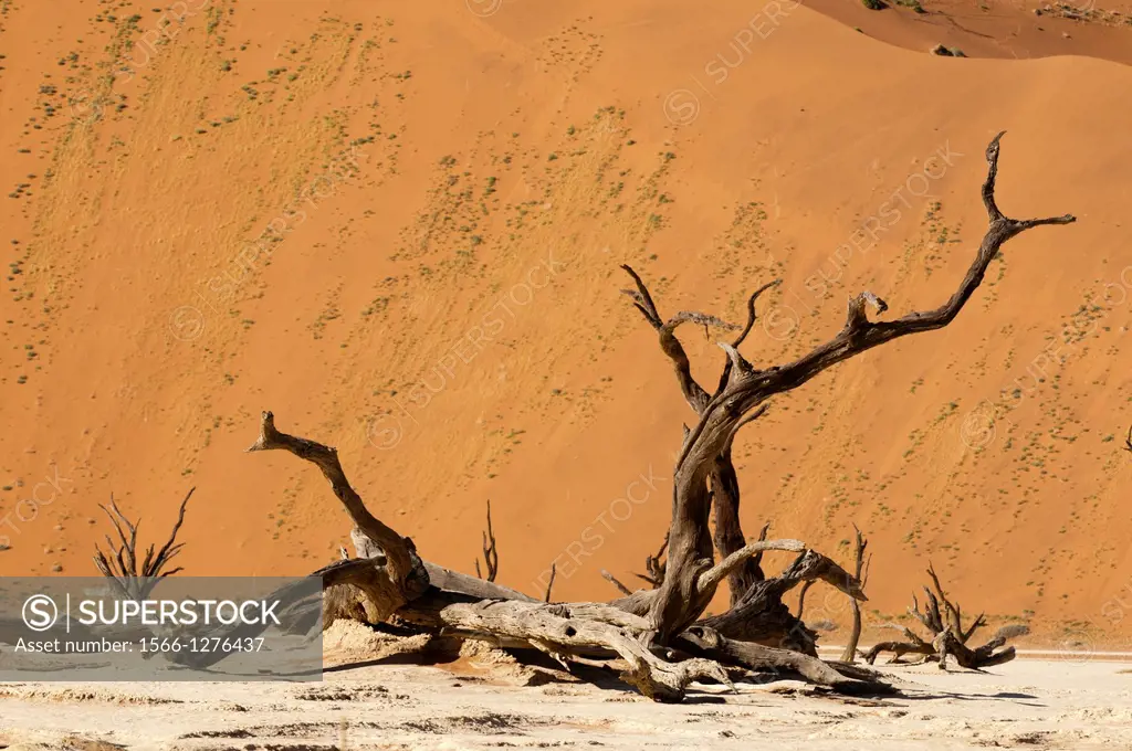 Dead Trees, Deadvlei, Sossusvlei, Namib Naukluft Park, Namib Desert, Namibia.