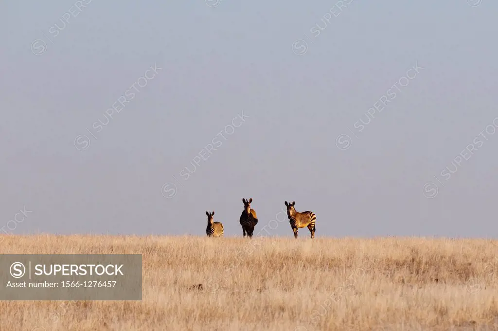 Hartmann's mountain zebra (Equus zebra hartmannae), Palmwag Concession, Damaraland, Namibia.