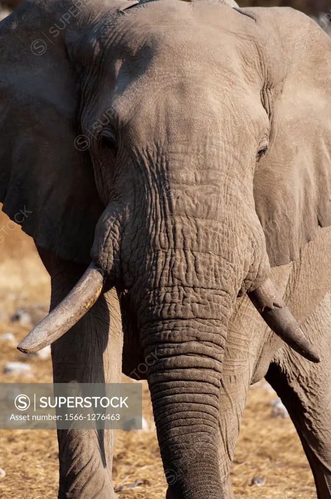 African Elephant (Loxodonta africana), Etosha National Park, Namibia.