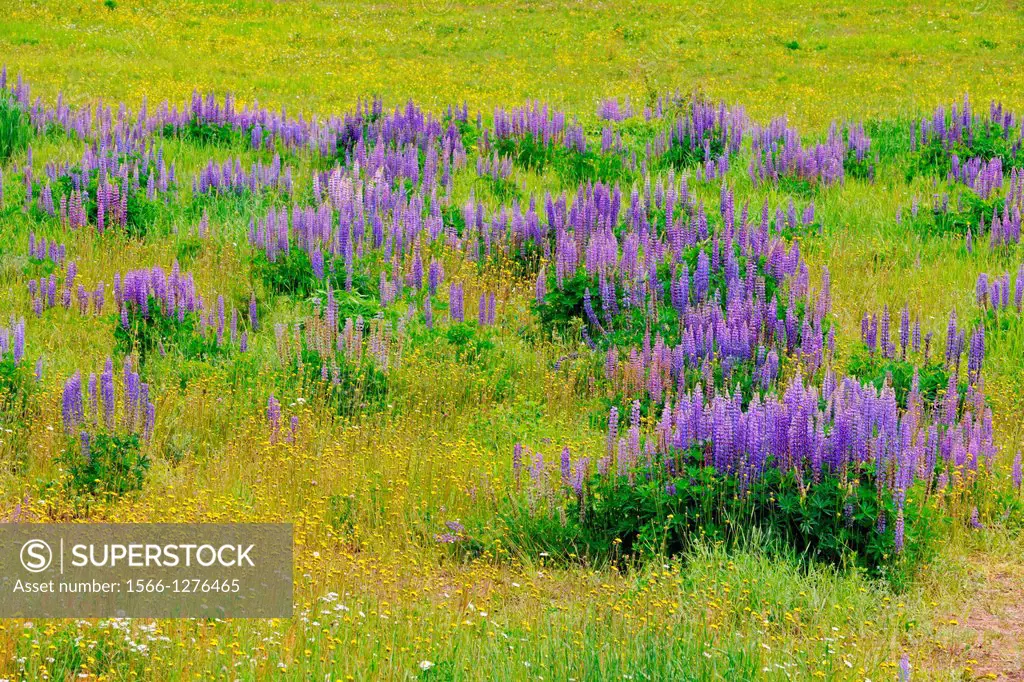Lupines and aspens in the Mountain View meadows, Mt. Robson Provincial Park, British Columbia, Canada.