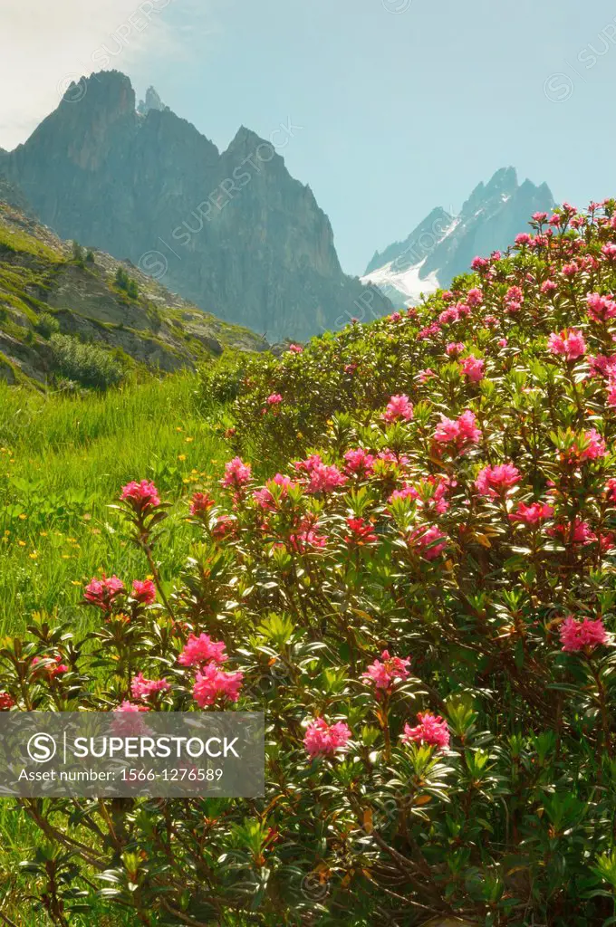 Rhododendrons in the Chamonix valley. French Alps. In the background the Aiguilles de Chamonix.